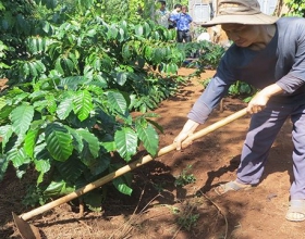 Cây trồng chủ lực ở Đác Lắc gặp khó