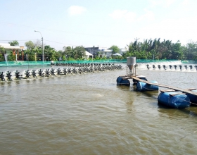 Giá tôm cần Đước giảm mạnh, nông dân gặp nhiều khó khăn