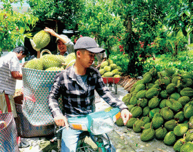Khắc phục khó khăn phát triển sản xuất nông nghiệp