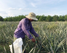 Quảng Trị: Người nông dân trồng dứa gặp nhiều khó khăn