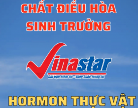 NAA chất điều hòa sinh trưởng | Hormon thực vật Auxin | Tăng trưởng chiều ngang và giảm rụng trái